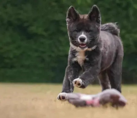 Akita - pręgowane szczenię na sprzedaż ZKWP / FCI 2