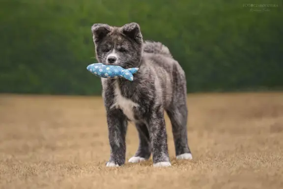 Akita - pręgowane szczenię na sprzedaż ZKWP / FCI 1