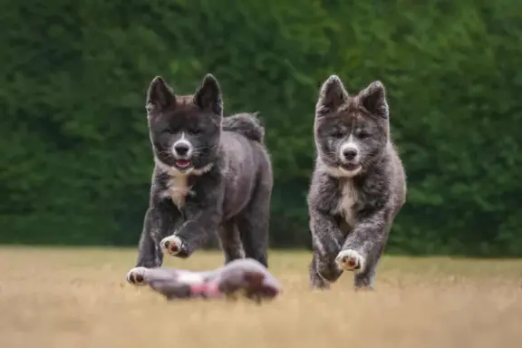 Akita - pręgowane szczenię na sprzedaż ZKWP / FCI 4