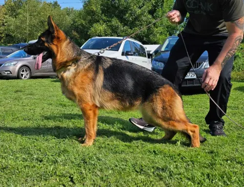 Szczenięta owczarek niemiecki piesek 6