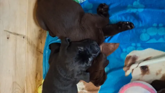 Labrador retriever 1