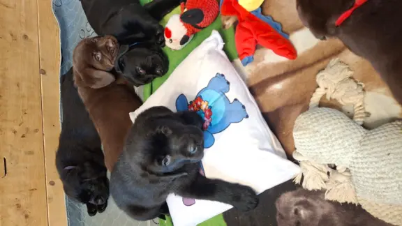 Labrador retriever 2