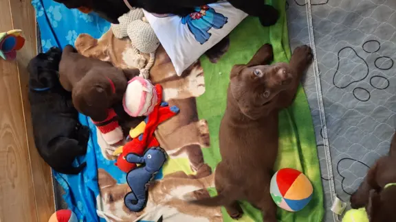 Labrador retriever 3