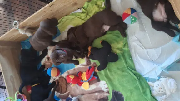 Labrador retriever 4