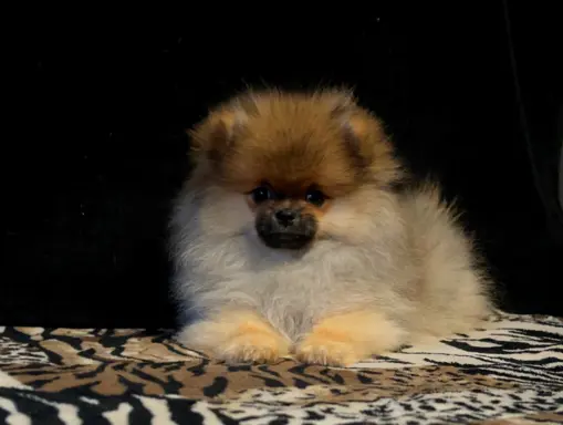 Szpic Miniaturowy, Pomeranian - suczki 2