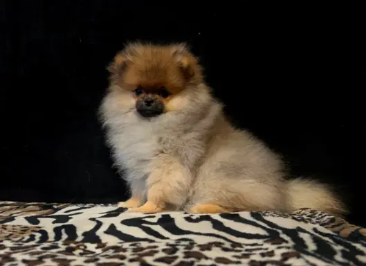 Szpic Miniaturowy, Pomeranian - suczki 3