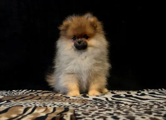 Szpic Miniaturowy, Pomeranian - suczki 1