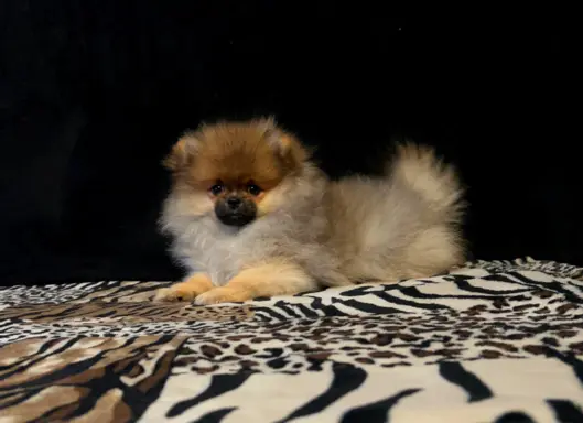 Szpic Miniaturowy, Pomeranian - suczki 4