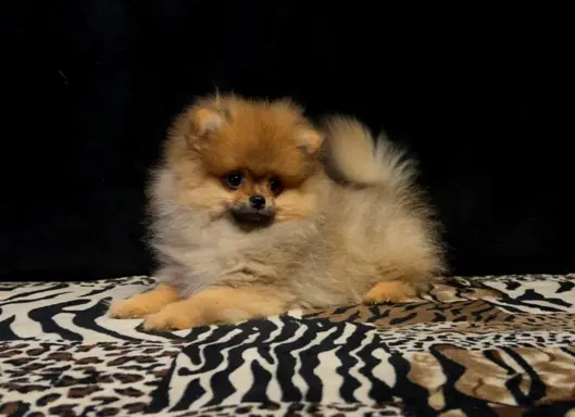 Szpic Miniaturowy, Pomeranian - suczki 7