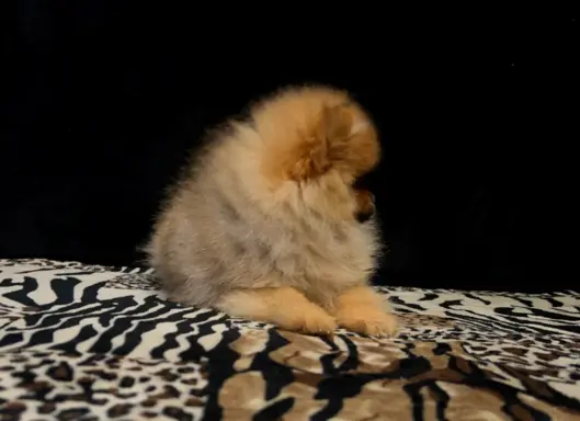 Szpic Miniaturowy, Pomeranian - suczki 10