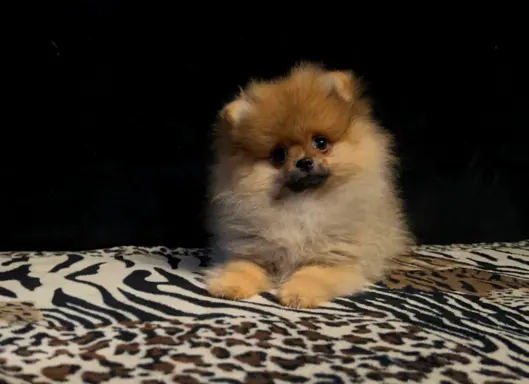 Szpic Miniaturowy, Pomeranian - suczki 6