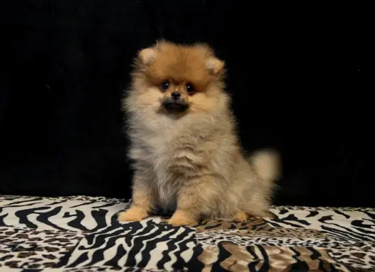 Szpic Miniaturowy, Pomeranian - suczki 9