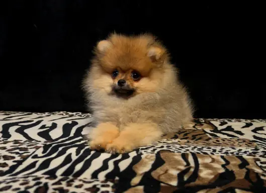 Szpic Miniaturowy, Pomeranian - suczki 8