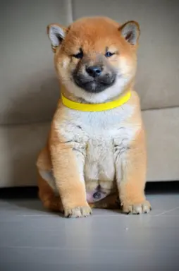 Shiba Inu Szczenięta 1