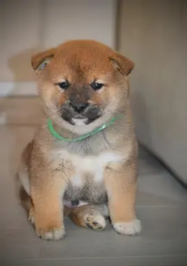 Shiba Inu Szczenięta 2