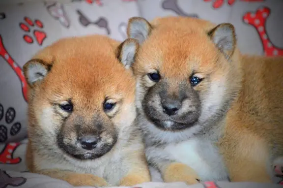 Shiba Inu Szczenięta 3