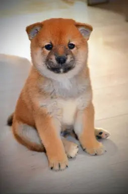Shiba Inu Szczenięta 4