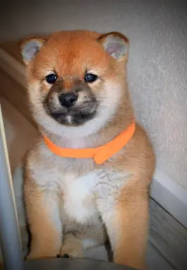 Shiba Inu Szczenięta 6