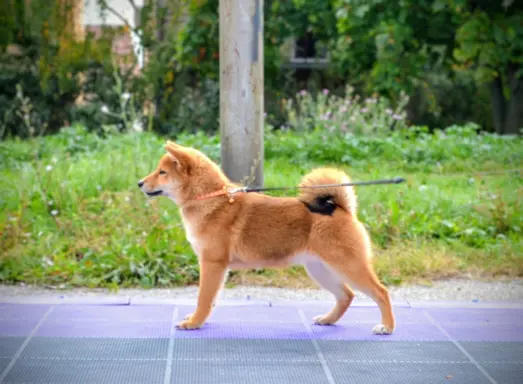 Shiba Inu Szczenięta 7