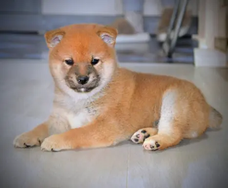 Shiba Inu Szczenięta 8