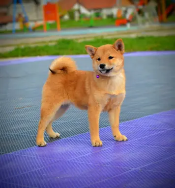 Shiba Inu Szczenięta 9