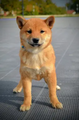 Shiba Inu Szczenięta 10