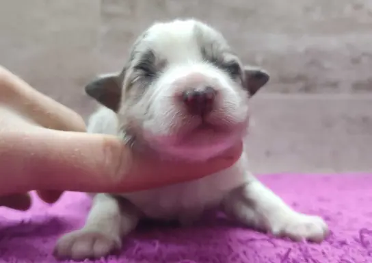 Szczenię BORDER COLLIE z Hodowli - Rasowy pies z pełną dok. 1
