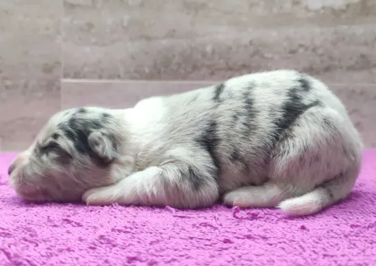 Szczenię BORDER COLLIE z Hodowli - Rasowy pies z pełną dok. 2