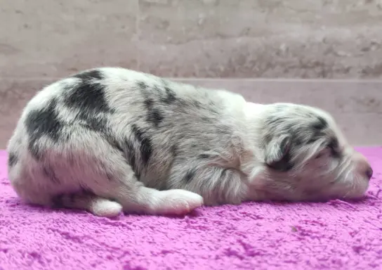 Szczenię BORDER COLLIE z Hodowli - Rasowy pies z pełną dok. 3