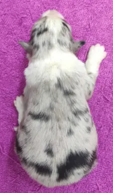 Szczenię BORDER COLLIE z Hodowli - Rasowy pies z pełną dok. 4