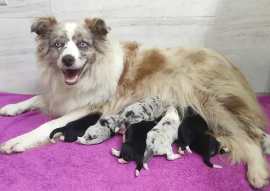 Szczenię BORDER COLLIE z Hodowli - Rasowy pies z pełną dok. 5