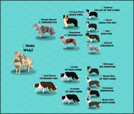 Szczenię BORDER COLLIE z Hodowli - Rasowy pies z pełną dok. 6