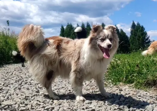 Szczenię BORDER COLLIE z Hodowli - Rasowy pies z pełną dok. 7