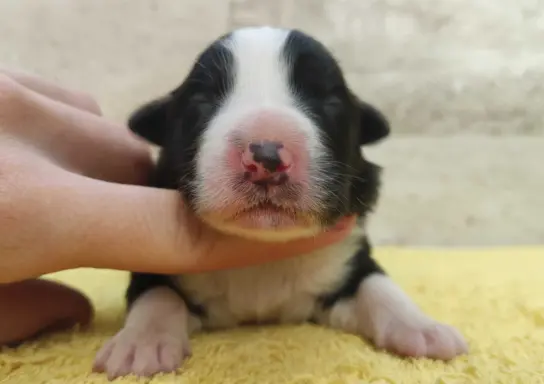 Suczka BORDER COLLIE z Hodowli - Rasowa z pełną dok. - Rezer 1