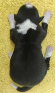 Suczka BORDER COLLIE z Hodowli - Rasowa z pełną dok. - Rezer 2