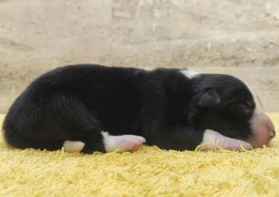 Suczka BORDER COLLIE z Hodowli - Rasowa z pełną dok. - Rezer 3