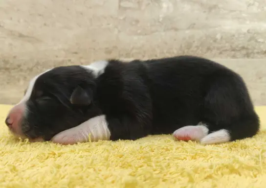 Suczka BORDER COLLIE z Hodowli - Rasowa z pełną dok. - Rezer 4