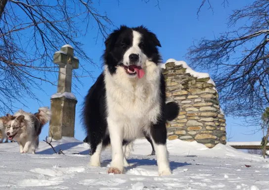 Suczka BORDER COLLIE z Hodowli - Rasowa z pełną dok. - Rezer 6