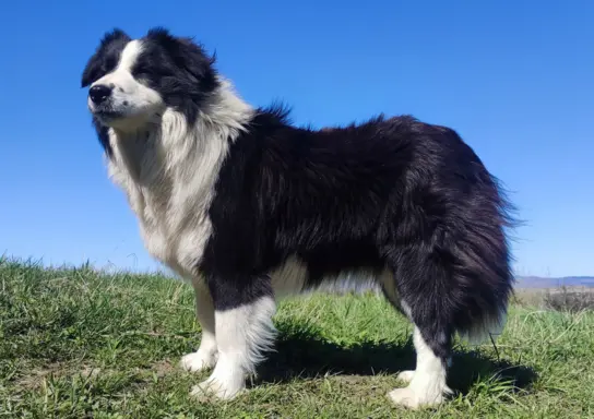 Suczka BORDER COLLIE z Hodowli - Rasowa z pełną dok. - Rezer 8