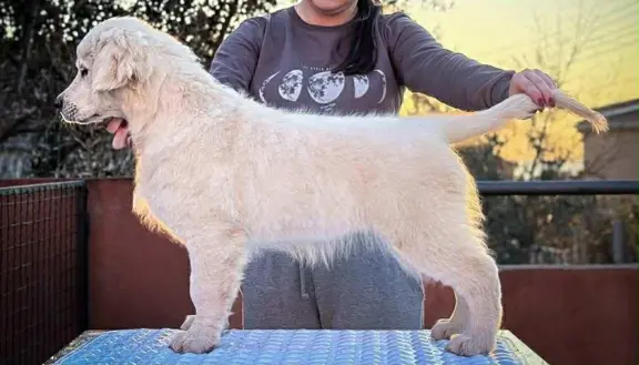 Golden Retriever piękne szczenięta na sprzedaż 1