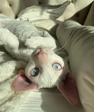 Cornish rex cudowny boy wyjątkowe oczy 1