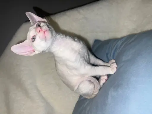 Cornish rex cudowny boy wyjątkowe oczy 2