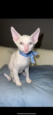 Cornish rex cudowny boy wyjątkowe oczy 4