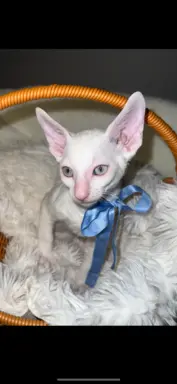 Cornish rex cudowny boy wyjątkowe oczy 6