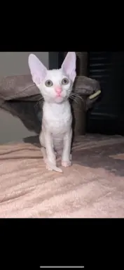 Cudowna kotka cornish rex błyskotka 2