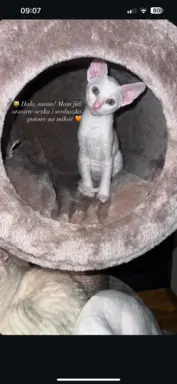 Cudowna kotka cornish rex błyskotka 5