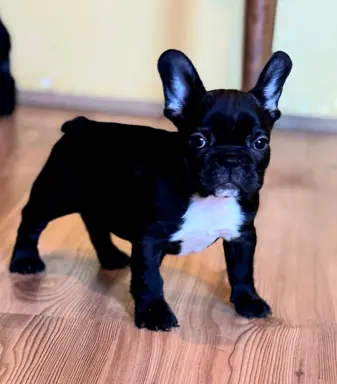 Buldog francuski – szczenięta najwyższej klasy 3