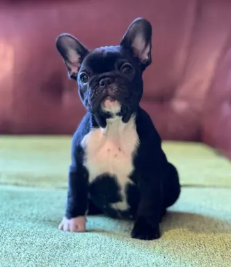 Buldog francuski – szczenięta najwyższej klasy 4