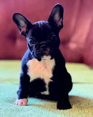 Buldog francuski – szczenięta najwyższej klasy 6