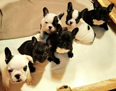 Buldog francuski – szczenięta najwyższej klasy 1